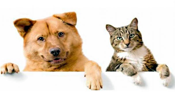 Licenciamento de Can&iacute;deos